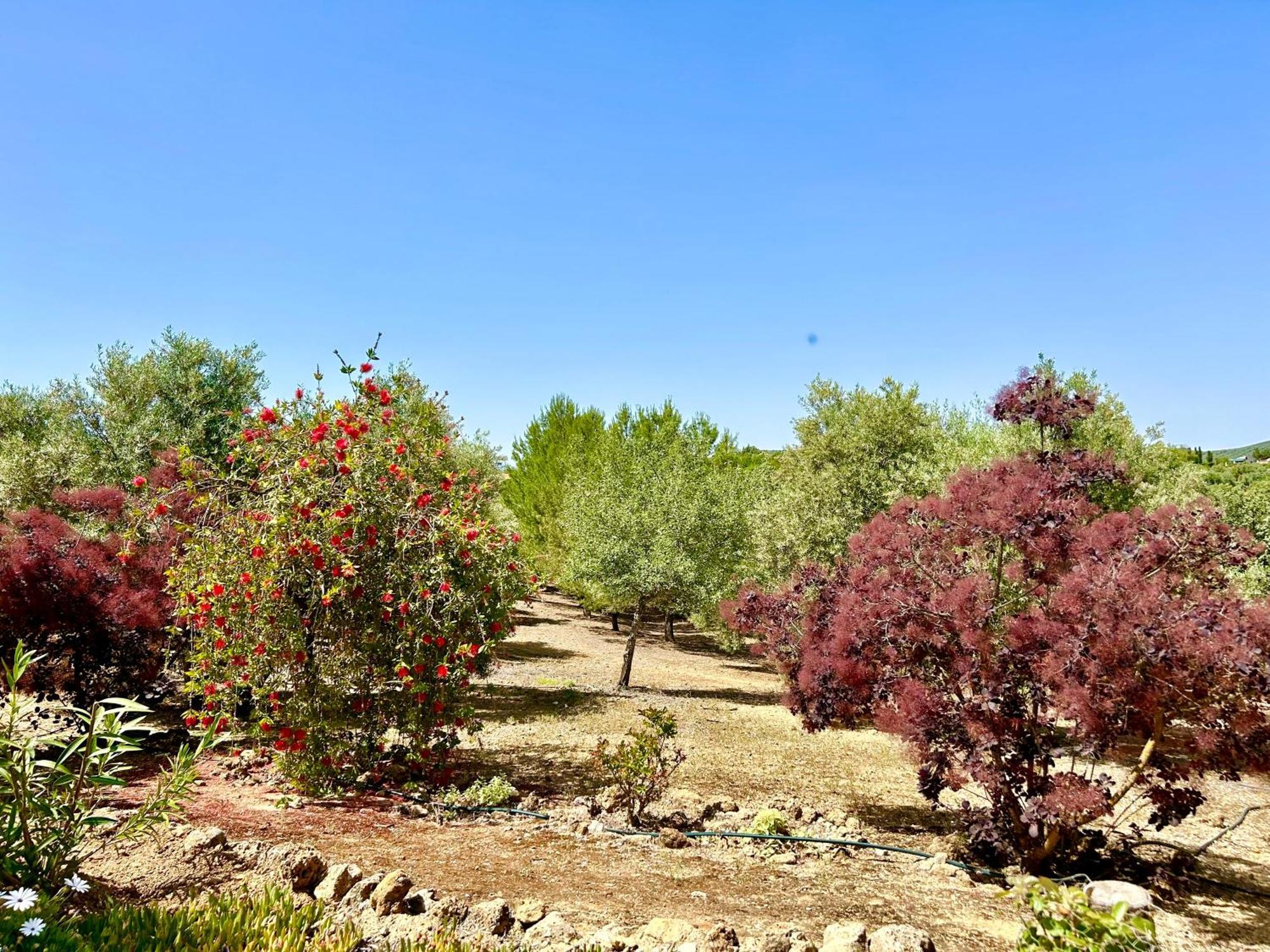 Refugio Andaluz Con Piscina Entre Olivos Villanueva de Tapia Dış mekan fotoğraf