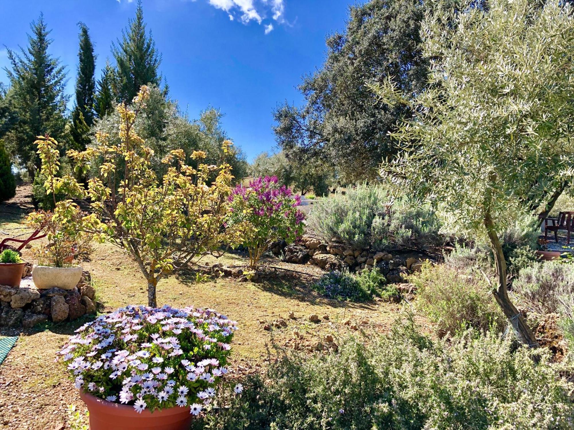 Refugio Andaluz Con Piscina Entre Olivos Villanueva de Tapia Dış mekan fotoğraf